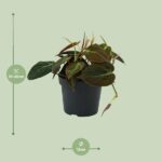 Philodendron Micans - Ø12cm - ↕15cm - Bild 2