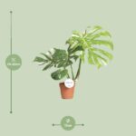 Monstera Thai Constellation - Ø15cm - ↕75cm - Bild 2