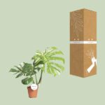 Monstera Thai Constellation - Ø15cm - ↕75cm - Bild 3