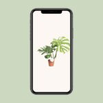 Monstera Thai Constellation - Ø15cm - ↕75cm - Bild 4