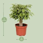 Ficus Benjamina Kinky - Bild 2