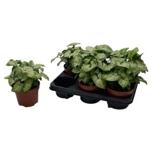 Syngonium 'White Butterfly' - Ø13cm - ↕25cm