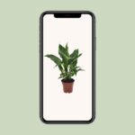 Spathiphyllum Diamond - Ø12cm - ↕40cm - Bild 4