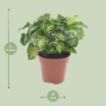 Syngonium Pixie - Ø12cm - ↕20cm - Bild 2