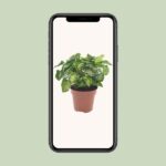 Syngonium Pixie - Ø12cm - ↕20cm - Bild 4