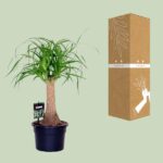Beaucarnea Nolina - Ø17cm - ↕50cm - Bild 3