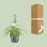 Chlorophytum Comosum Bonnie - Ø17cm - ↕35cm - Bild 3