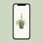 Chlorophytum Comosum Bonnie - Ø17cm - ↕35cm - Bild 4