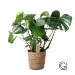 Monstera I Naturlig Korg - Ø21cm - ↕60cm