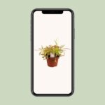 Drosera Capensis - Ø12cm - ↕17cm - Bild 4