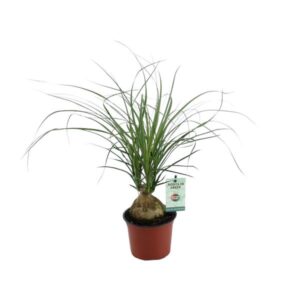 Beaucarnea Nolina Recurvata - Ø12cm - ↕45cm