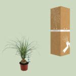 Beaucarnea Nolina Recurvata - Ø12cm - ↕45cm - Bild 3