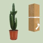 Euphorbia Acrurensis - Ø24cm - ↕95cm - Bild 3