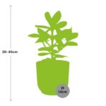 Clusia Princess i ELHO Vibes Fold 14cm rosa - Bild 3