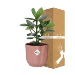 Clusia Princess i ELHO Vibes Fold 14cm rosa - Bild 4