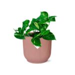 Epipremnum Pinnatum ‘Aureum’ i ELHO Vibes Fold 14cm rosa - Bild 2