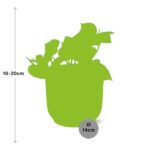 Epipremnum Pinnatum ‘Aureum’ i ELHO Vibes Fold 14cm rosa - Bild 3