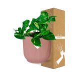 Epipremnum Pinnatum ‘Aureum’ i ELHO Vibes Fold 14cm rosa - Bild 4