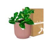 Epipremnum Pinnatum ‘Aureum’ i ELHO Vibes Fold 14cm rosa - Bild 5