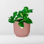 Epipremnum Pinnatum ‘Aureum’ i ELHO Vibes Fold 14cm rosa - Bild 6