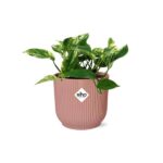 Scindapsus (Epipremnum) Marble Queen i ELHO Vibes Fold 14cm rosa - Bild 2