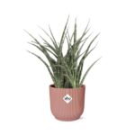 Sansevieria Fernwood Punk i ELHO Vibes Fold 14cm rosa - Bild 2