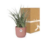 Sansevieria Fernwood Punk i ELHO Vibes Fold 14cm rosa - Bild 5