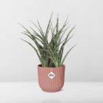 Sansevieria Fernwood Punk i ELHO Vibes Fold 14cm rosa - Bild 6