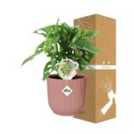 Monstera ‘Monkey Leaf’ i ELHO Vibes Fold 14cm rosa - Bild 4