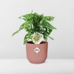 Monstera ‘Monkey Leaf’ i ELHO Vibes Fold 14cm rosa - Bild 6