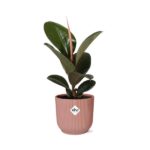 Ficus Elastica ‘Robusta’ i ELHO Vibes Fold 14cm rosa - Bild 2
