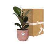 Ficus Elastica ‘Robusta’ i ELHO Vibes Fold 14cm rosa - Bild 5