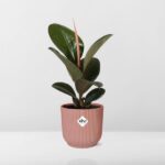 Ficus Elastica ‘Robusta’ i ELHO Vibes Fold 14cm rosa - Bild 6