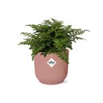 Asplenium Parvati i ELHO Vibes Fold 14cm rosa - Bild 2