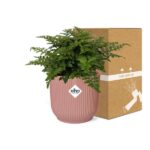 Asplenium Parvati i ELHO Vibes Fold 14cm rosa - Bild 5