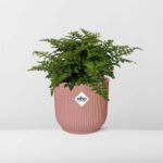 Asplenium Parvati i ELHO Vibes Fold 14cm rosa - Bild 6