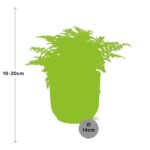 Asplenium Parvati i ELHO Vibes Fold 14cm rosa - Bild 9