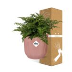 Asplenium Parvati i ELHO Vibes Fold 14cm rosa - Bild 10
