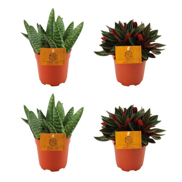 thumbnail_600-8336 2x Aloe Paradisicum + 2x Peperomia Rosso - 4 stycken - Ø10.5cm - ↕10cm - Bild 1