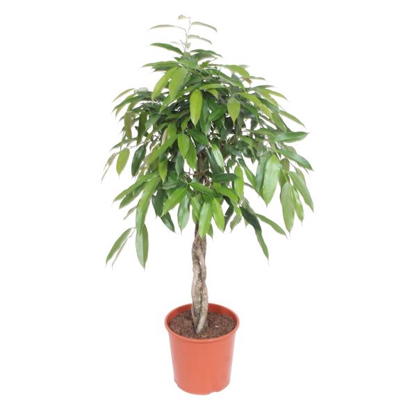 thumbnail_600-8526 Ficus Amstel King flätad stam - 140 cm - ø30 - Bild 1