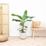 Bananplanta (Musa) - 150 cm - ø30 - Bild 2