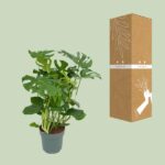 Monster Deliciosa - Ø30cm - ↕100cm - Bild 3