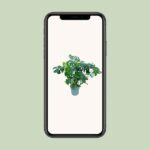 Monstera Deliciosa - Ø30cm - ↕100cm - Bild 4