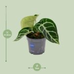 Anthurium Clarinervium - Ø12cm - ↕20cm - Bild 2