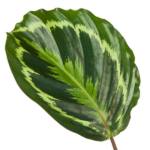 Calathea Medallion - 80 cm - Ø19cm - Bild 2