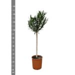 Nerium Oleander på stam med röd blomma - 170cm - Ø30 - Bild 2