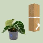 Anthurium Clarinervium - Ø12cm - ↕20cm - Bild 3