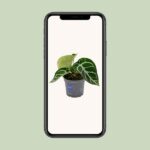 Anthurium Clarinervium - Ø12cm - ↕20cm - Bild 4