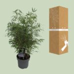 Fargesia Rufa - Spridande bambu - Ø23cm - ↕95cm - Bild 3