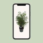 Fargesia Rufa - Spridande bambu - Ø23cm - ↕95cm - Bild 4